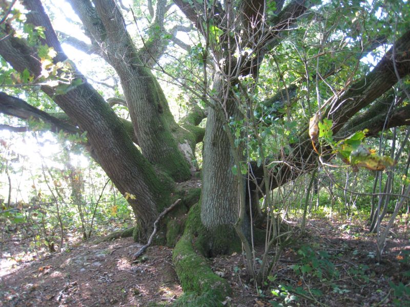 image-1